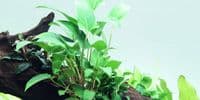 Anubias gracilis