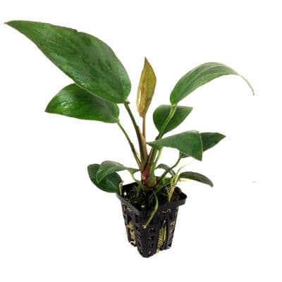 Anubias Hastifolia
