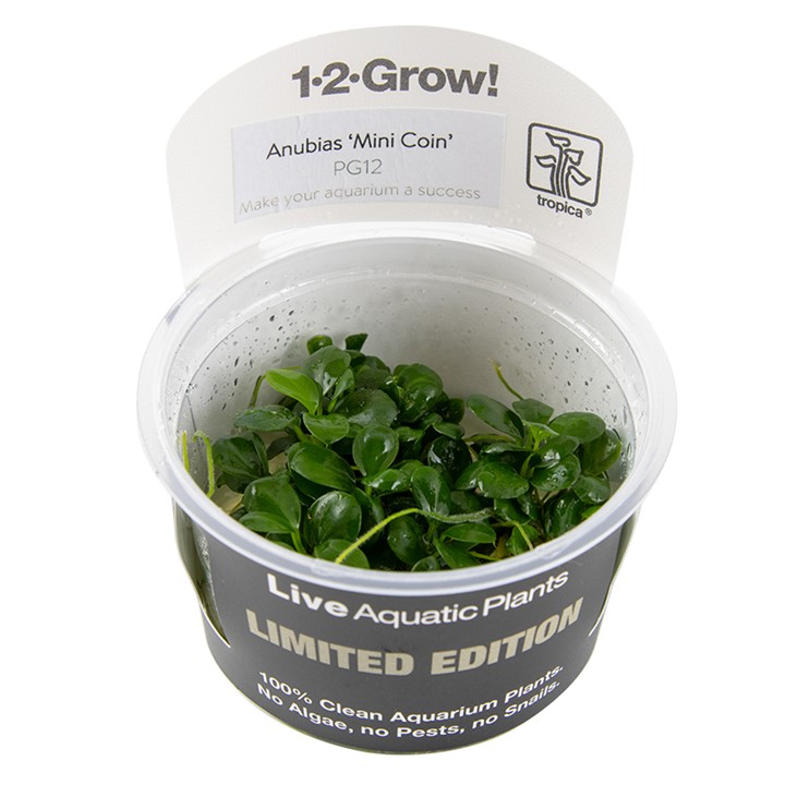 Anubias 'Mini Coin' - Tropica 1-2 Grow!