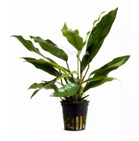 Anubias Minima