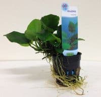 Anubias Nana | Buy Online from Aquarium Gardens