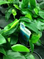 Anubias Nana | Buy Online from Aquarium Gardens