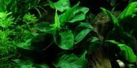 Anubias Nana | Buy Online from Aquarium Gardens