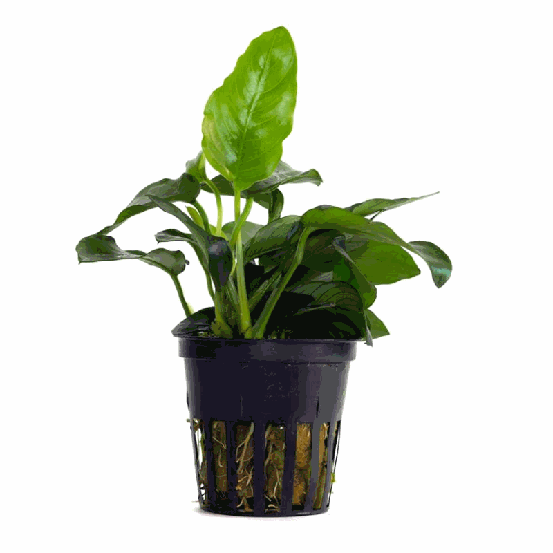 Anubias Nana | Buy Online from Aquarium Gardens