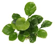 Anubias nana Coin