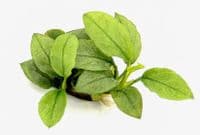 Anubias Nana Jade