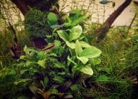 Anubias Nana Jade
