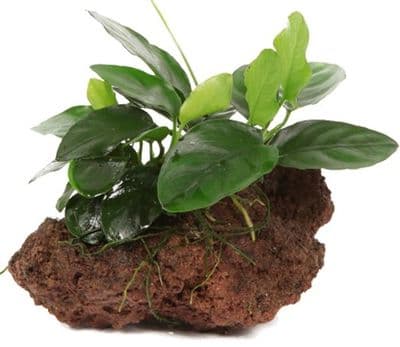 Anubias Nana on lava Stone 