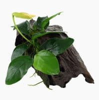 Anubias on Wood Small (10-15cm)