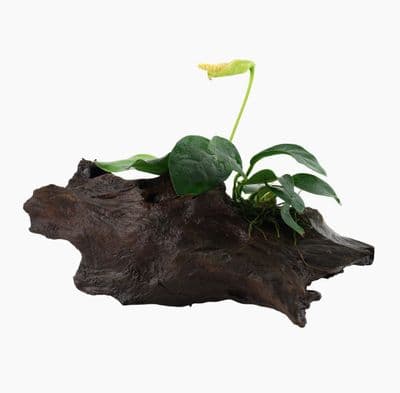 Anubias on Wood Small (10-15cm)