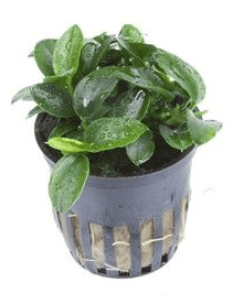 Anubias Petite