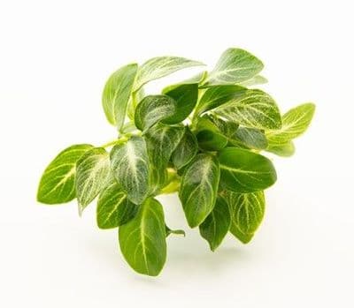 Anubias Stardust
