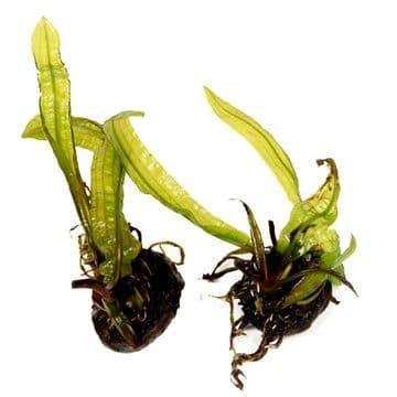 Aponogeton Boivinianus