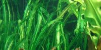 Aponogeton longiplumulosus