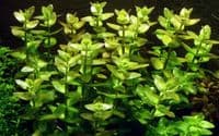 Bacopa Caroliniana - Aquarium Gardens