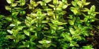Bacopa Caroliniana - Aquarium Gardens