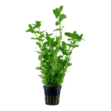 Bacopa Caroliniana - Aquarium Gardens