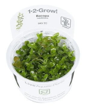 Bacopa Caroliniana - Tropica 1-2 Grow!