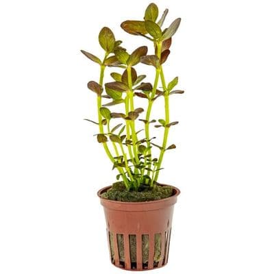 Bacopa salzmanni 'Purple'