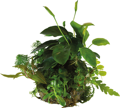 BioArt Plant Ball - Anubias