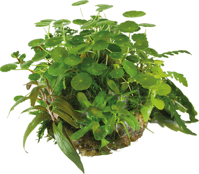 BioArt Plant Ball - Hydrocotyle