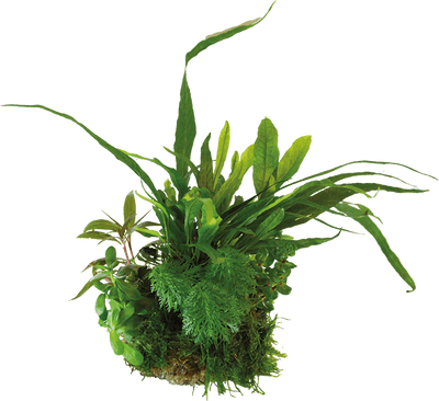 BioArt Plant Ball - Microsorum