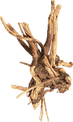 BioArt Spider Wood - 10-15cm