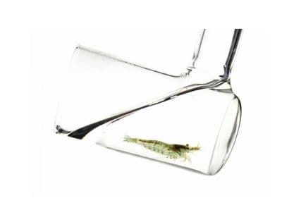 Blau Glass Shrimp Catcher