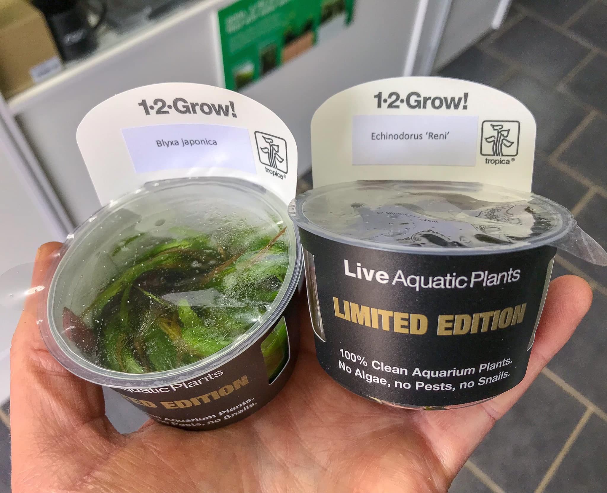 Blyxa Japonica - Tropica 1-2 Grow