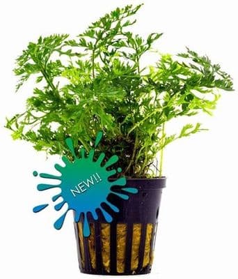 Bolbitis heteroclita Difformis 