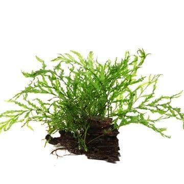 Bolbitis heudelotii on Wood 15-25cm