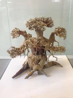 Bonsai Tree Driftwood Medium