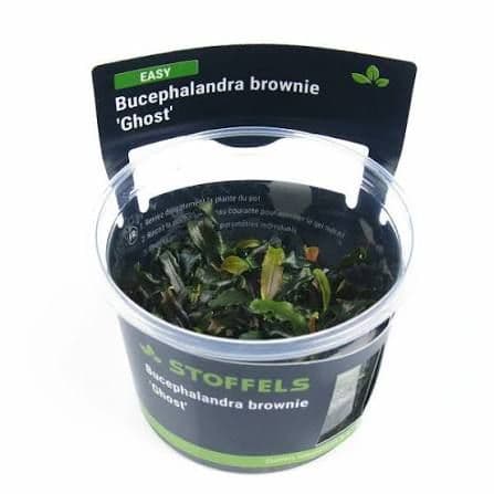 Bucephalandra Brownie Ghost - Stoffels Tissue Culture