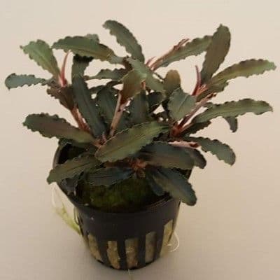 Bucephalandra Kedagang