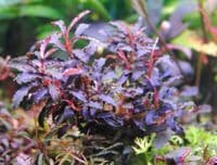 Bucephalandra Kedagang -  Tropica 1-2 Grow!