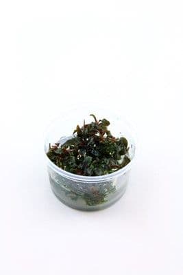 Bucephalandra Kedagang -  Tropica 1-2 Grow!