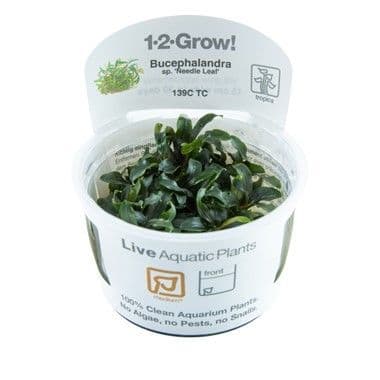 Bucephalandra Needle Leaf Tropica 1-2 Grow!