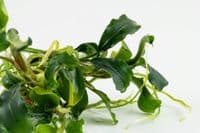 Bucephalandra pygmaea Bukit Kelam' - Tropica 1-2 Grow!