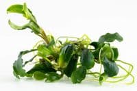 Bucephalandra pygmaea Bukit Kelam' - Tropica 1-2 Grow!