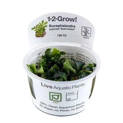 Bucephalandra pygmaea Bukit Kelam' - Tropica 1-2 Grow!