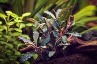 Bucephalandra Red Scorpio
