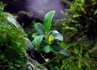 Bucephalandra spec. 'Serimbu Brown' In Vitro