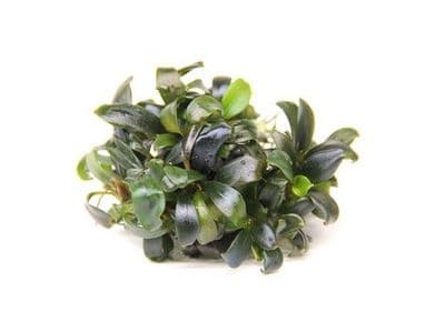 Bucephalandra spec. 'Serimbu Brown' In Vitro
