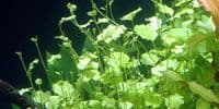 Cardamine Lyrata - Aquarium Gardens