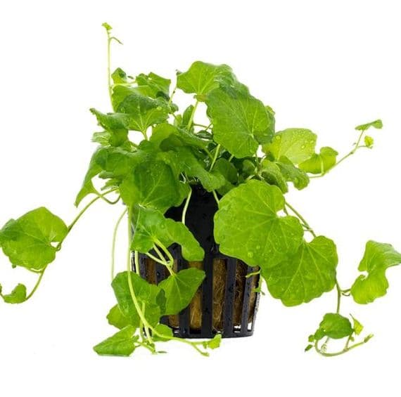 Cardamine Lyrata - Aquarium Gardens