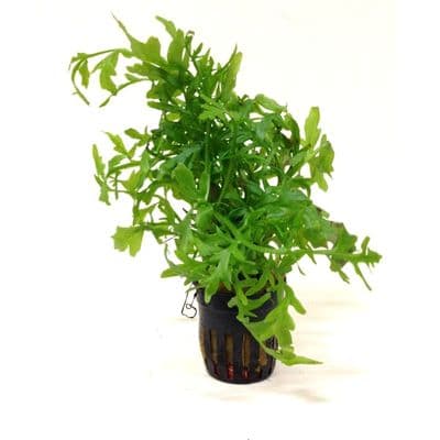 Ceratopteris Siliquosa AKA Water Sprite