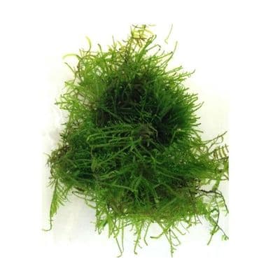 Christmas Moss Portion Vesicularia dubyana - Tropica