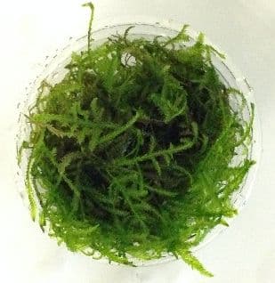 Christmas Moss Vesicularia dubyana in Cup