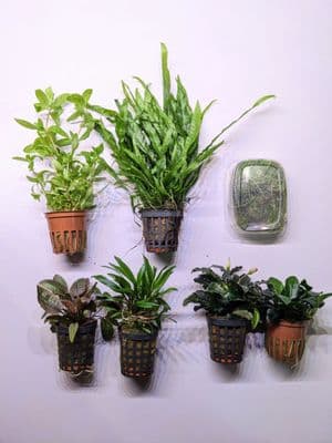 Classic Nature Style Collection for up to 18