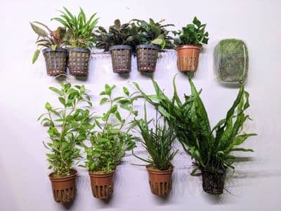 Classic Nature Style Collection for up to 24